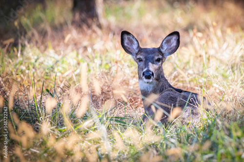 Fototapeta Naklejka Na Ścianę i Meble -  A female deer in a meadow in Wyomissing Park, PA