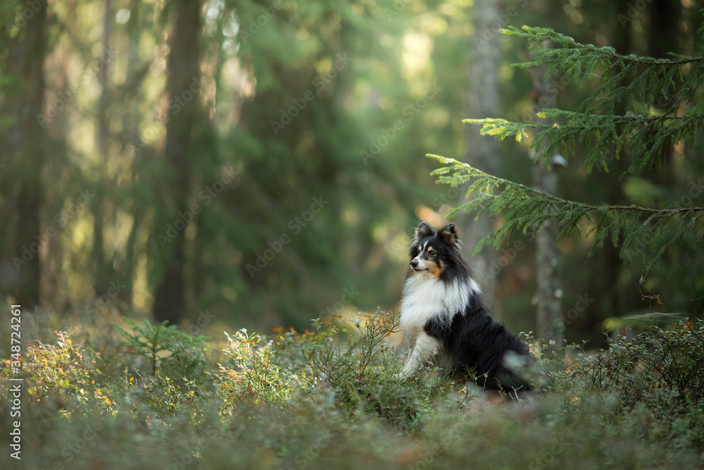 dog in the forest. Pet on the nature.