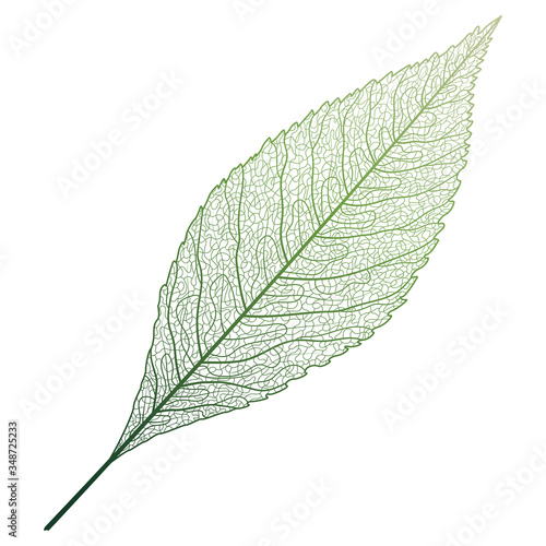 Leaf veins isolated. Vector illustration. EPS 10