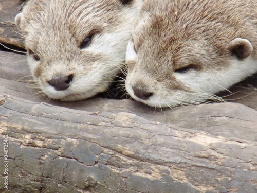 Fotografija Close-up Of Otters On Wood