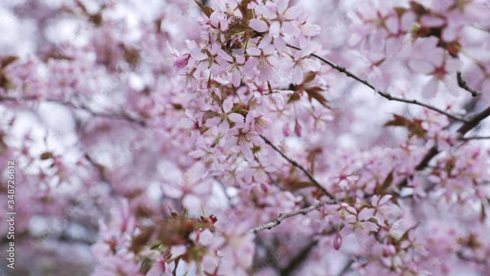 Close up of cherry tree branches, with purple flowers, cloudy, spring day, in Helsinki, Finland - Tracking, pan shot - Shallow depth of field Close up of cherry tree branches, with purple flowers, cloudy, spring day, in Helsinki, Finland - Tracking, pan shot - Shallow depth of field