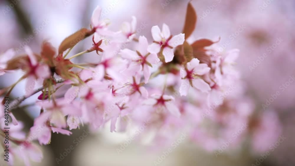 Macro view of purple flowers, blossoming on a cherry tree, overcast, spring day, in Viikki, Uusimaa, Finland - Tracking, gimbal shot - Shallow depth of field Macro view of purple flowers, blossoming on a cherry tree, overcast, spring day, in Viikki, Uusimaa, Finland - Tracking, gimbal shot - Shallow depth of field