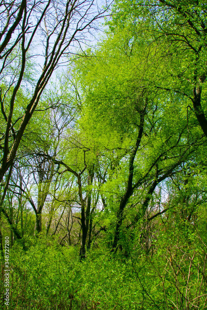 Early Spring trees in the forest