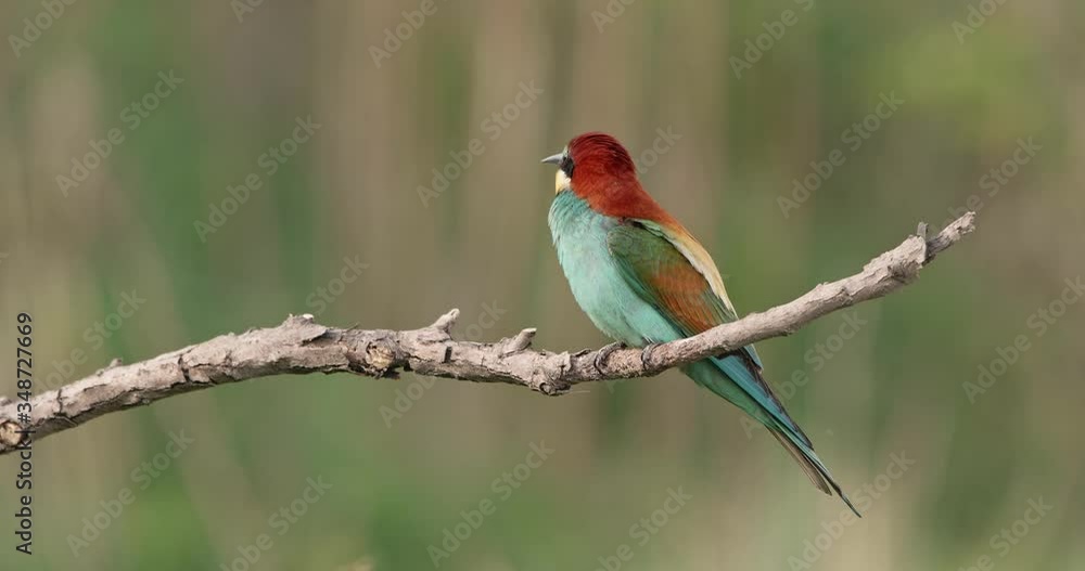 European bee-eater, merops apiaster, flying and landing down on a twig in summer nature. Colorful bird with blue, yellow and brown feathers sitting down on branch. European bee-eater, merops apiaster, flying and landing down on a twig in summer nature. Colorful bird with blue, yellow and brown feathers sitting down on branch.