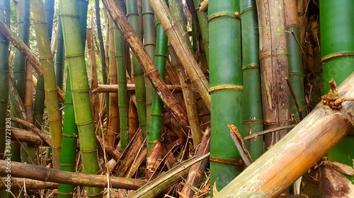 Slika na platnu Close-up Of Bamboos Growing Outdoors