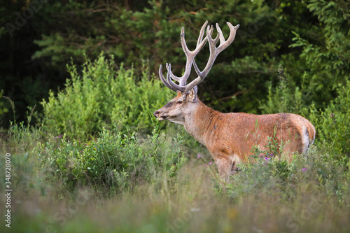 Territorial red deer  cervus elaphus  stag with growing antlers wrapped in velvet on a glade with bushes and green grass in summer nature. Dominant male mammal with orange fur looking aside.