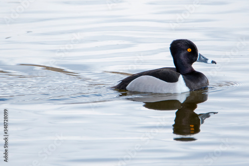 male ring-necked duck in blue water at Market Lake National Wildlife Management Area in Idaho photo