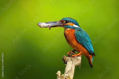 Cute common kingfisher, alcedo atthis, male holding a fish in long beak with green blurred background. Colorful bird with orange front and turquoise back sitting on a branch from side view.