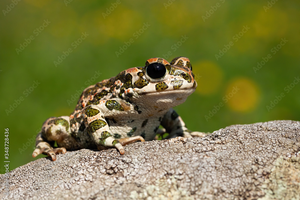 Curious european green toad, bufotes viridis, looking with big black eyes in summer. Slimy amphibian with wet spotted skin observing from rock on a sunny day from front low angle view.