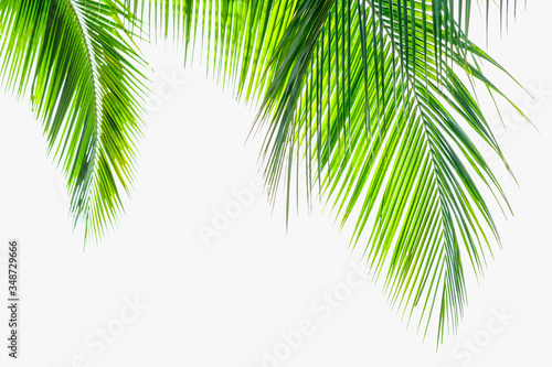 Palm coconut leaves on a isolated white background