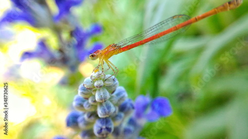Fotografie, Obraz Close-up Of Dragonfly On Purple Flower