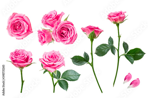 ピンクのバラ 花の切り抜き セット素材