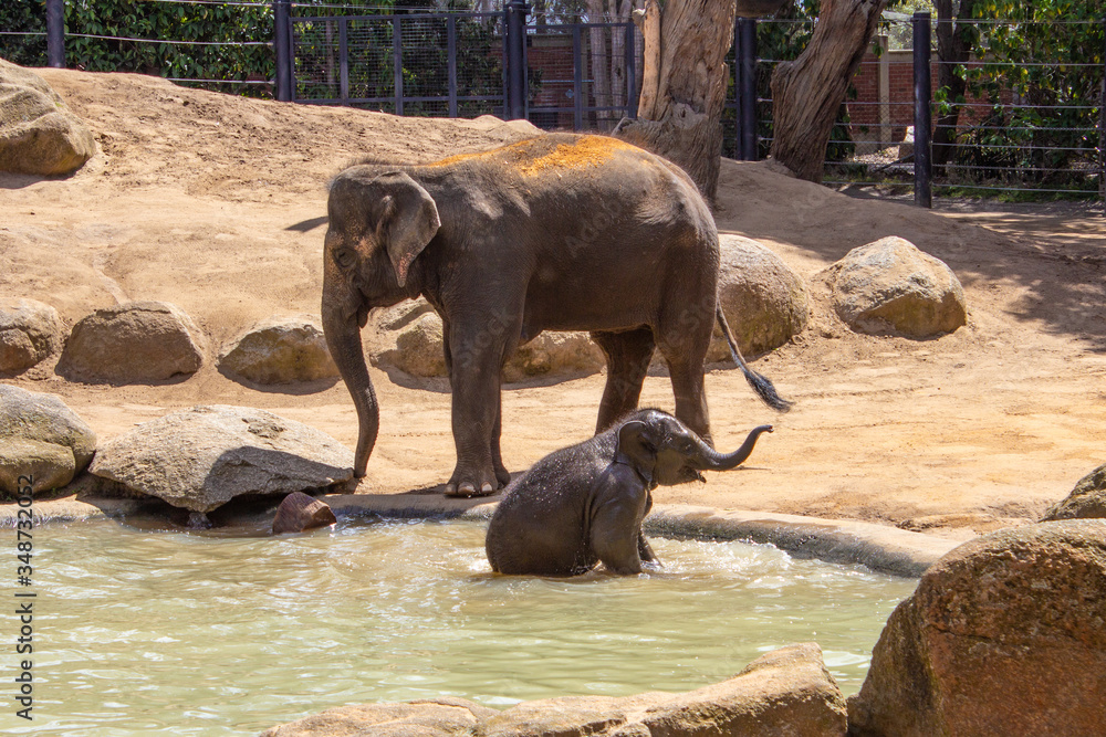 Fototapeta premium Mother Elephant and baby playing with water at the Melbourne Zoo, Australia