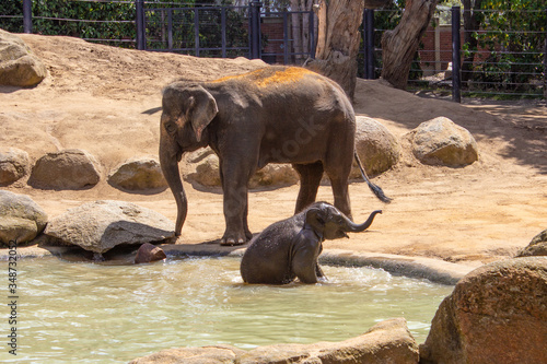 Photography Mother Elephant and baby playing with water at the Melbourne Zoo, Australia