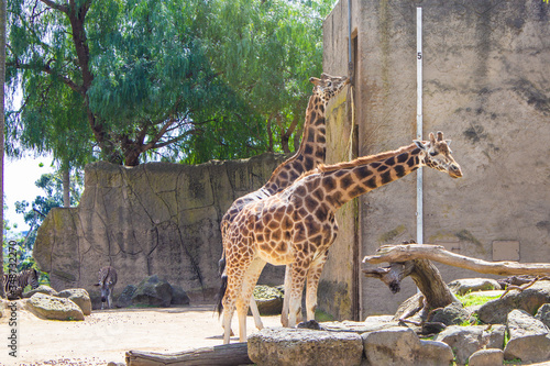 Photography Giraffes eating leaves at the Melbourne Zoo, Australia