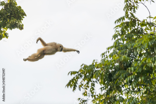 Fototapete Picture of white gibbon is jumping in the forest, animal in the wild