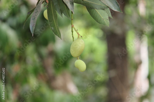 green mango with green leaves on tree