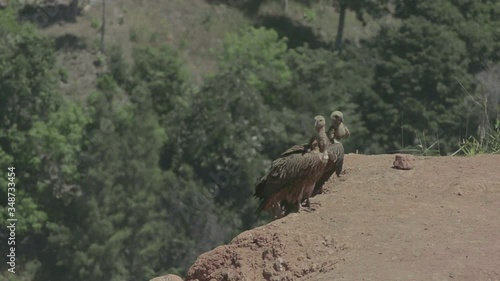 The Himalayan vulture or Himalayan griffon vulture