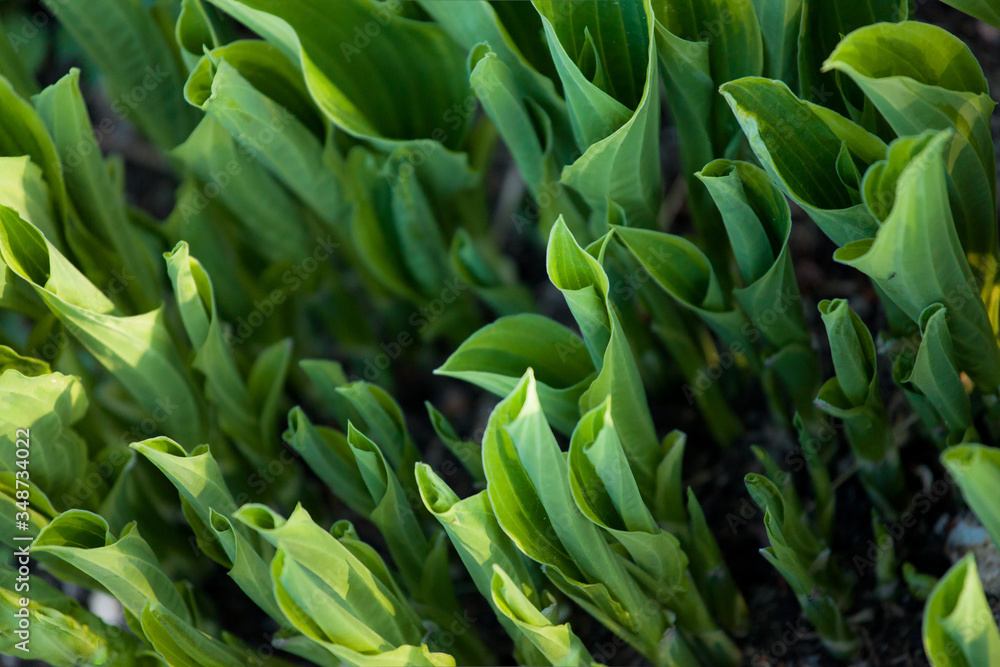 fresh green eatable funkia leaves growing in the garden. hosta plant nature gardening background fresh green eatable funkia leaves growing in the garden. hosta plant nature gardening background