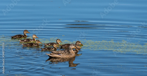 Female mallard duck with seven duckling swimming in a calm lake on a sunny day © knelson20