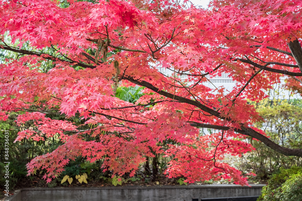 Kiyomizudera Temple and Autumn Leaves in Kyoto, Japan Kiyomizudera Temple and Autumn Leaves in Kyoto, Japan