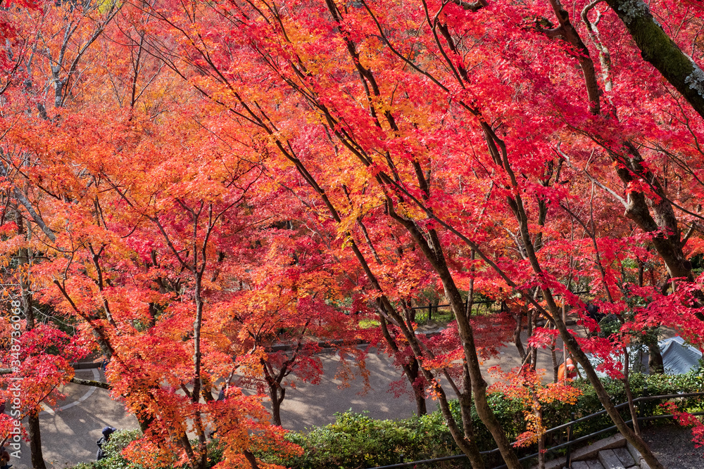 Kiyomizudera Temple and Autumn Leaves in Kyoto, Japan 