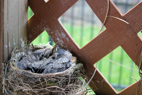 Cozy baby Robin's in a nest