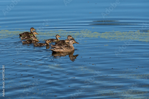 Female mallard duck with seven duckling swimming in a calm lake on a sunny day
