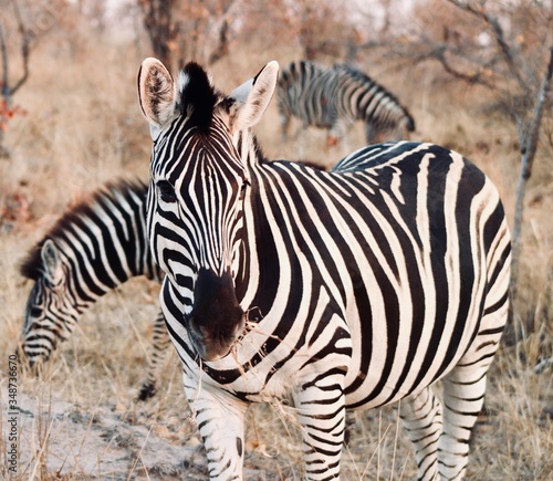 Zebras from Kruger National Park. African wildlife. South Africa