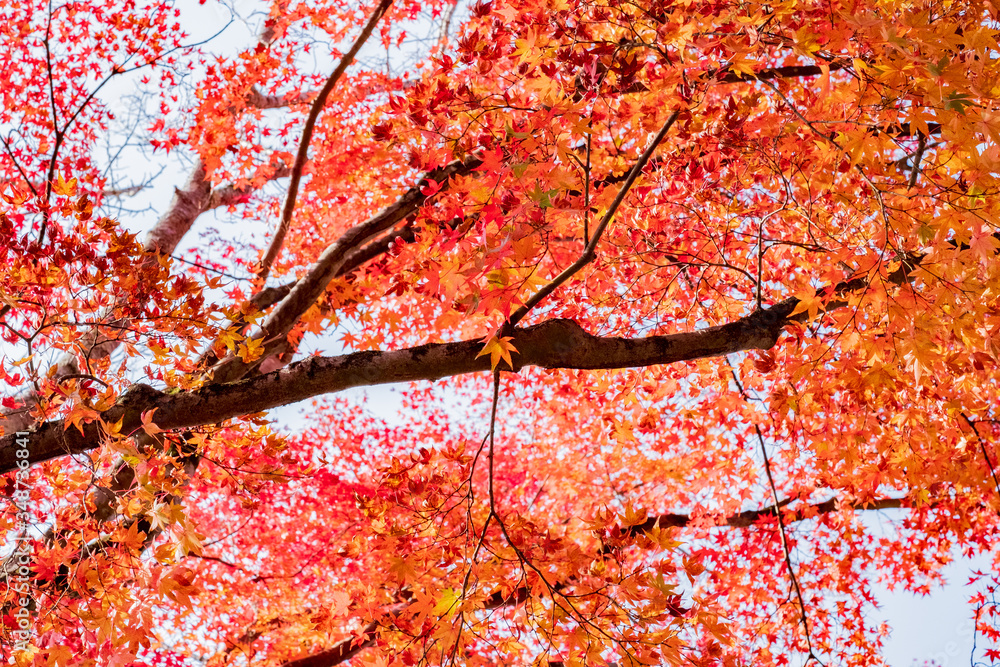 Kiyomizudera Temple and Autumn Leaves in Kyoto, Japan 