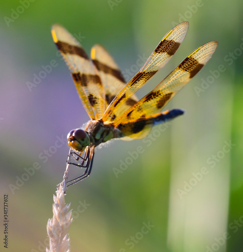 Dragonfly in green grasses