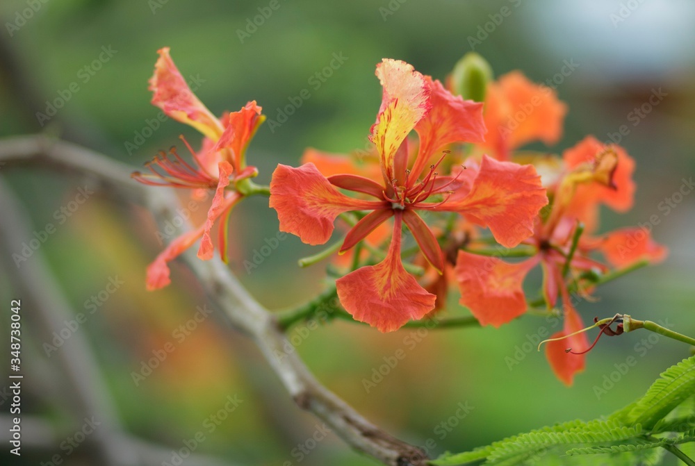Royal poinciana blooms in the summer, Vietnam Royal poinciana blooms in the summer, Vietnam