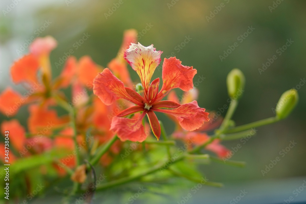 Royal poinciana blooms in the summer, Vietnam Royal poinciana blooms in the summer, Vietnam