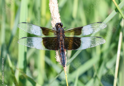 Dragonfly in summer