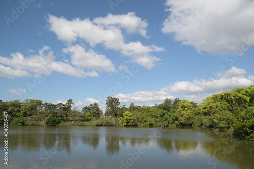 Fototapeta Naklejka Na Ścianę i Meble -  池の上空に夏の雲が浮かぶ青空が広がっている風景