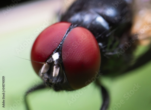 Macro Photo of Eyes of Black Fly on Green Leaf
