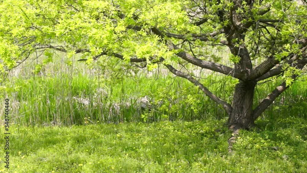 風に揺れる木の葉 風に揺れる木の葉