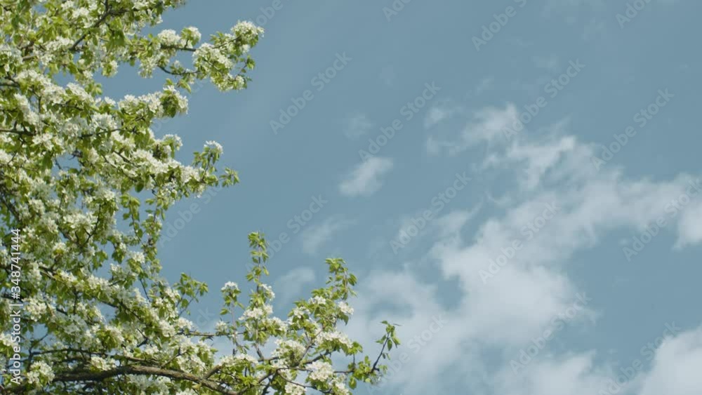 Blooming pear brunches against blue sky, shallow depth of field, slow motion Blooming pear brunches against blue sky, shallow depth of field, slow motion