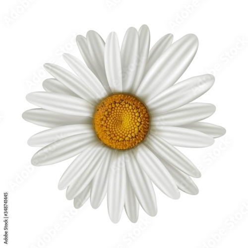 Vector camomile illustration, isolated on white background.