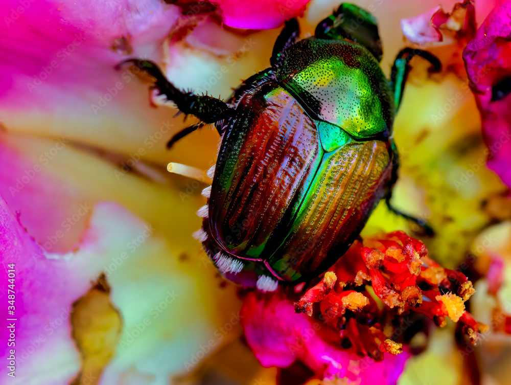 Fototapeta premium Gold Bug