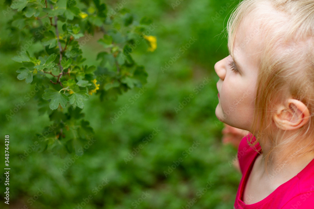 Portrait of pretty blond toddler girl sniffing blomming acacia flowers in a summer day. Copy space Portrait of pretty blond toddler girl sniffing blomming acacia flowers in a summer day. Copy space