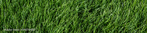 Header of the tall grass of a golf course rough 