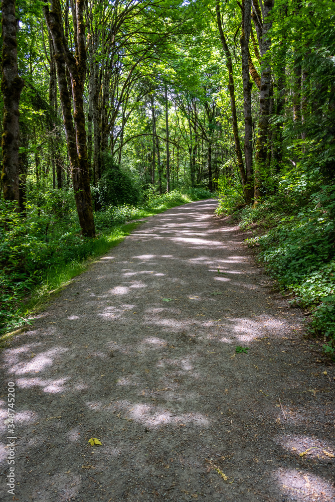 Gravel trail through the woods with sunlight showing through the trees
