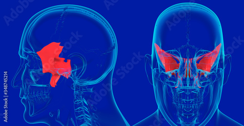 Human Skeleton Skull Anatomy Sphenoid bone 3D Illustration