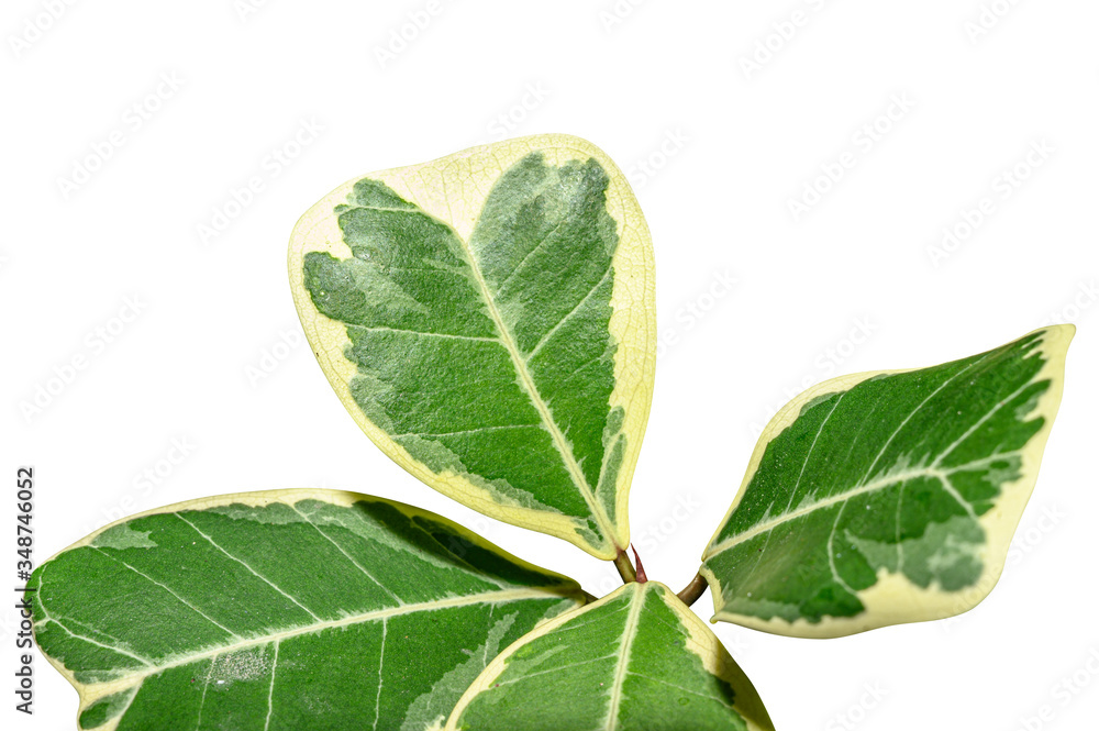 Obraz premium Aglaonema leaf with multicolor of green and white isolated on white background with clipping path.