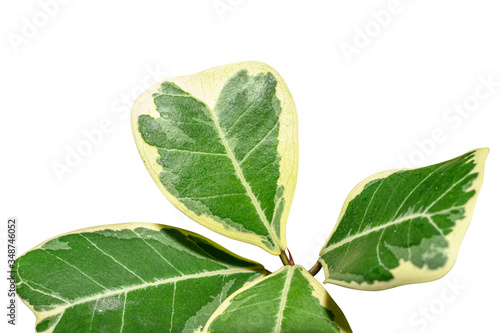 Aglaonema leaf with multicolor of green and white isolated on white background with clipping path.