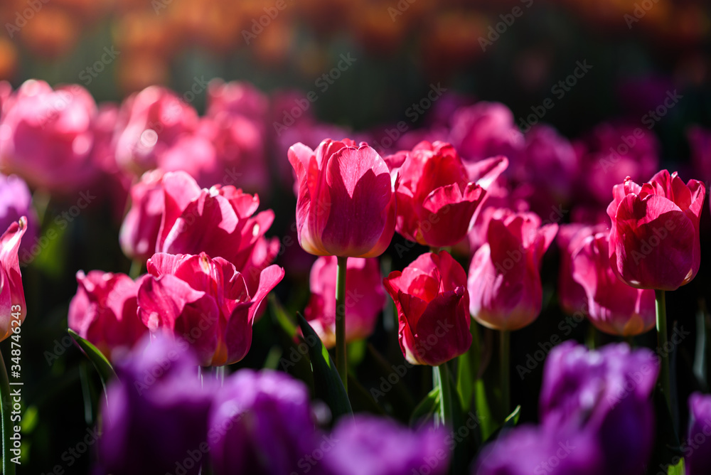 Beautiful purple pink tulips flower in the garden at morning with sunlight Beautiful purple pink tulips flower in the garden at morning with sunlight