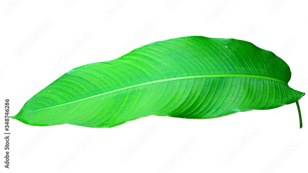 Obraz premium Heliconia variegated leaf isolated on white background with clipping path.