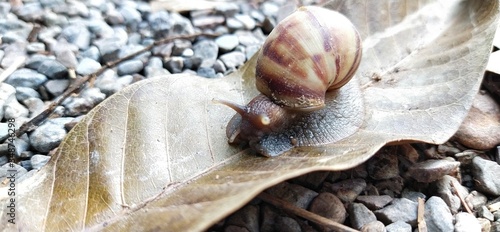 Quadro em tela Snail on a natural journey through the surface of dry leaves and pointless paths