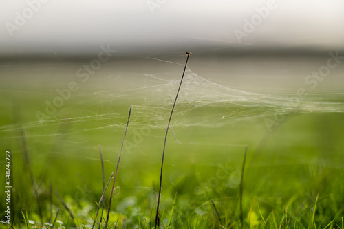 cobwebs in the grass photo